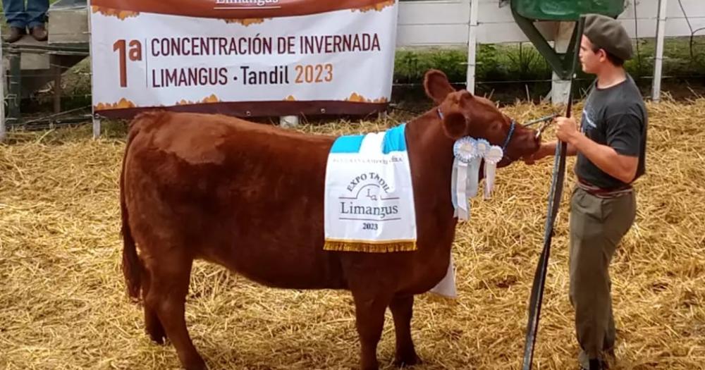 Se pagaron 3300000 pesos por la vaquillona Gran Campeona Limangus en la Expo Otontildeo