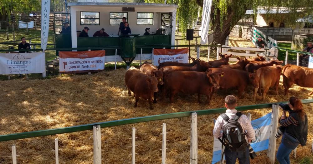 Se pagaron 3300000 pesos por la vaquillona Gran Campeona Limangus en la Expo Otontildeo