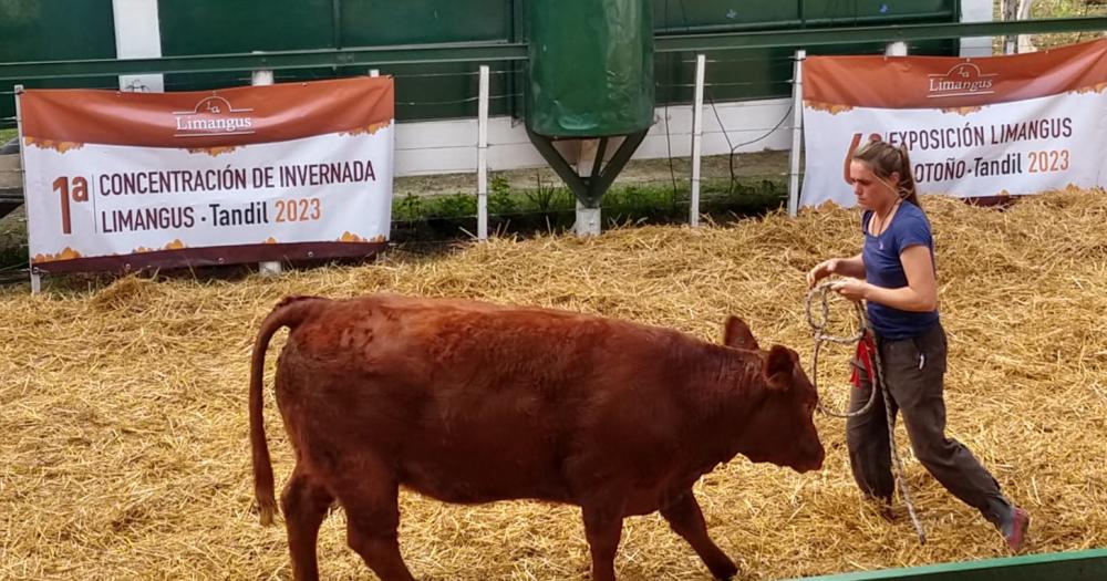 Se pagaron 3300000 pesos por la vaquillona Gran Campeona Limangus en la Expo Otontildeo