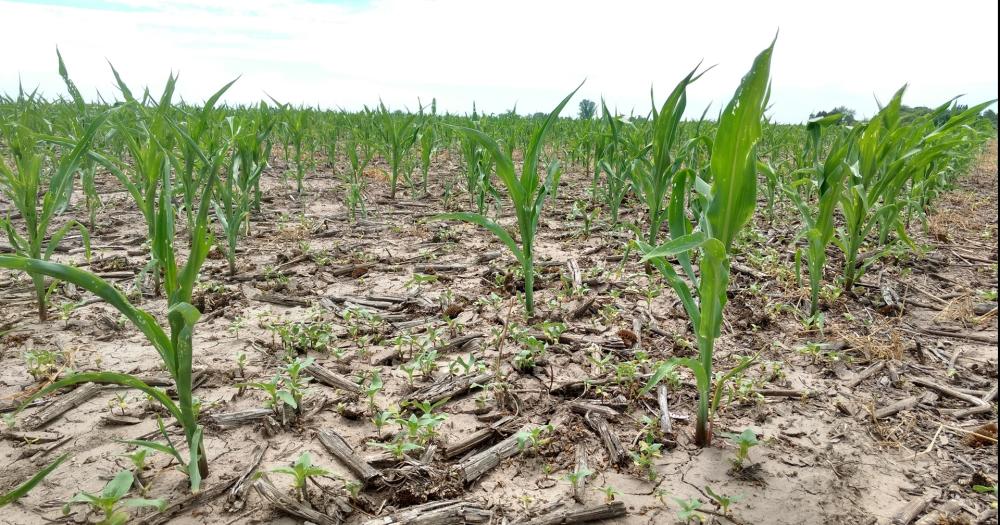 La Provincia declaroacute la emergencia agropecuaria en 68 partidos por la sequiacutea