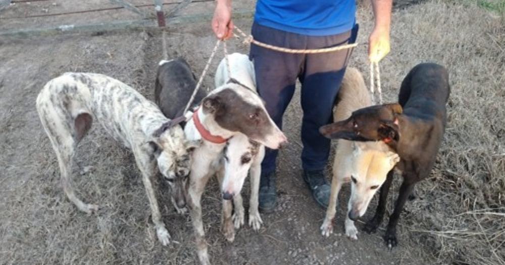 Interceptaron a cuatro hombres cazando con seis perros galgos en un campo de Santa Luisa