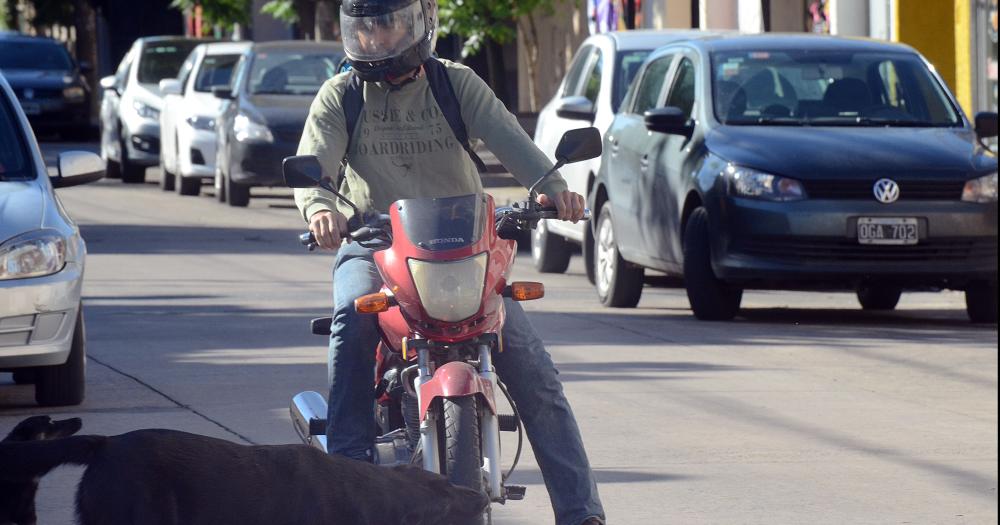 Buscan llevar un registro de las mordeduras de perros 