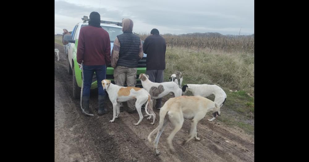 Tres hombres fueron imputados por realizar caza furtiva con galgos