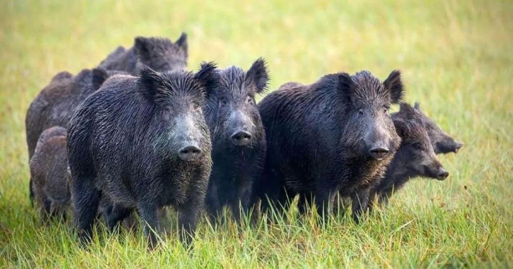 Detectaron triquinosis en una muestra de carne de jabaliacute