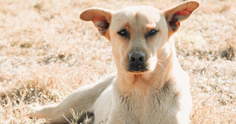 Bromatologiacutea fomenta la adopcioacuten de mascotas 